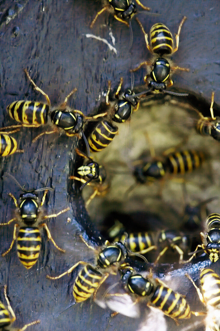 Wasps nesting in bird nesting box