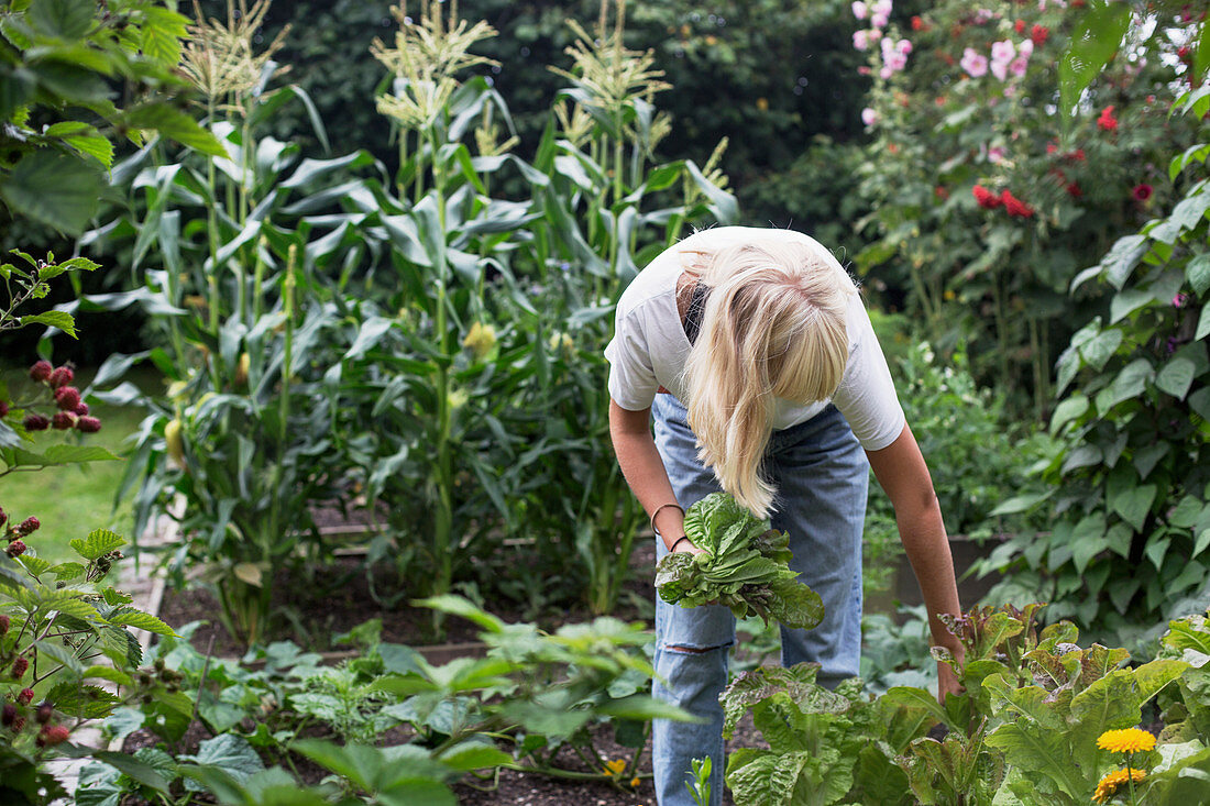 Teenager-Mädchen bei der Gemüsernte im Garten