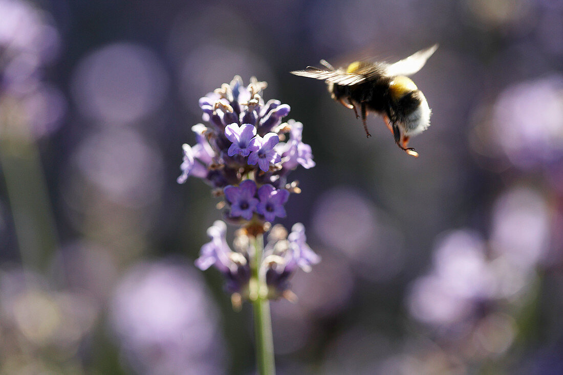 Bumblebee flying towards lavender flower