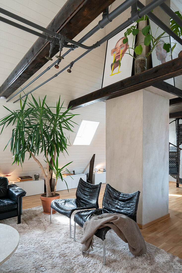 Black leather chairs and yucca palm in open-plan interio