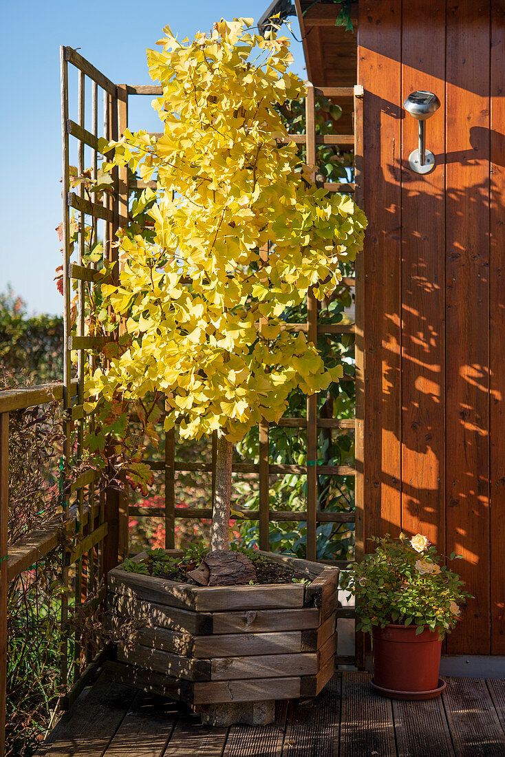 Fächerblattbaum mit gelber Herbstfärbung im Holzkübel auf der Terrasse