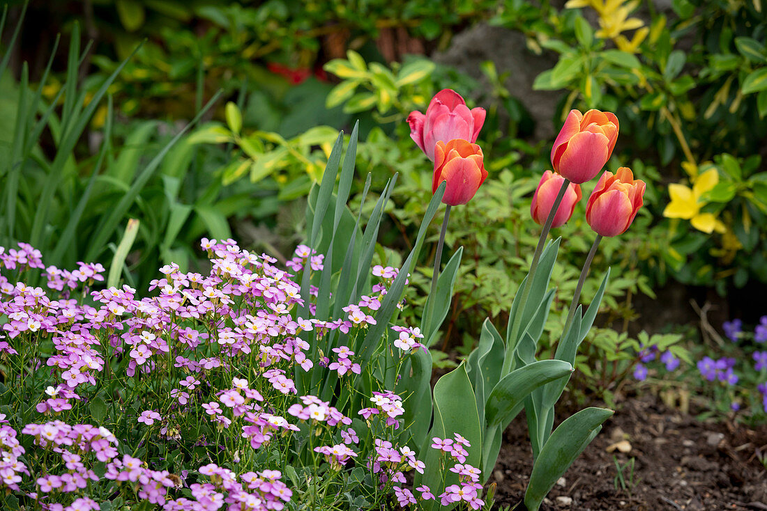 Frühlingsbeet mit Tulpen und Gänsekresse