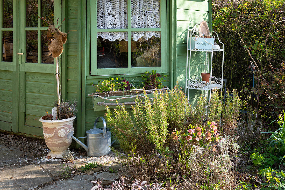 Rosmarin und Lenzrose im Beet am Gartenhaus