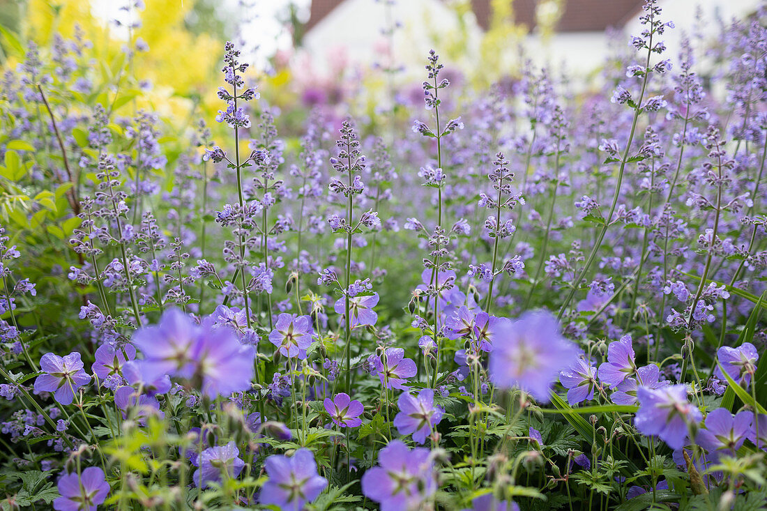A flowering bed of perennial's in a garden