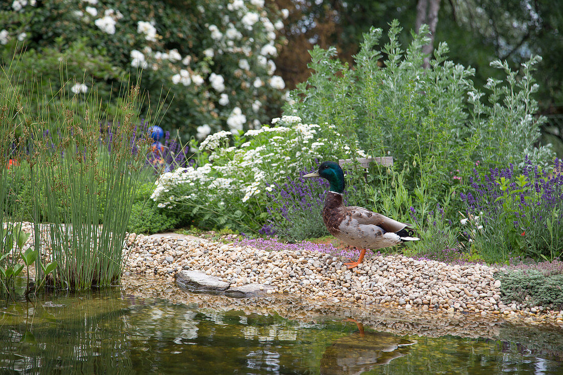 A mallard at a garden pond