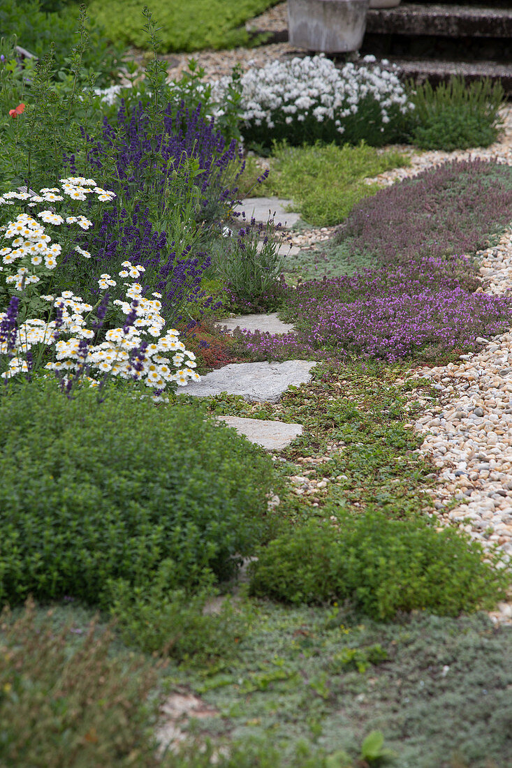 A herb garden with lavender and thyme