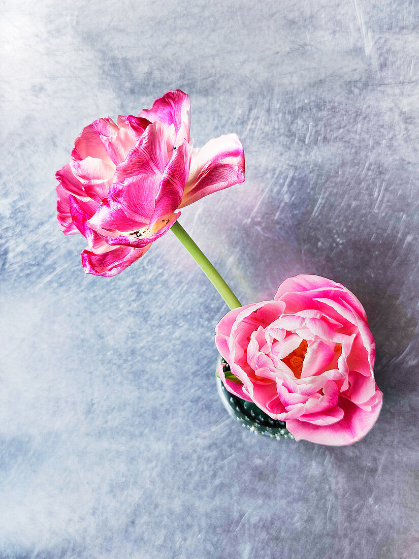 Rosa blühende Tulpen in einer Vase