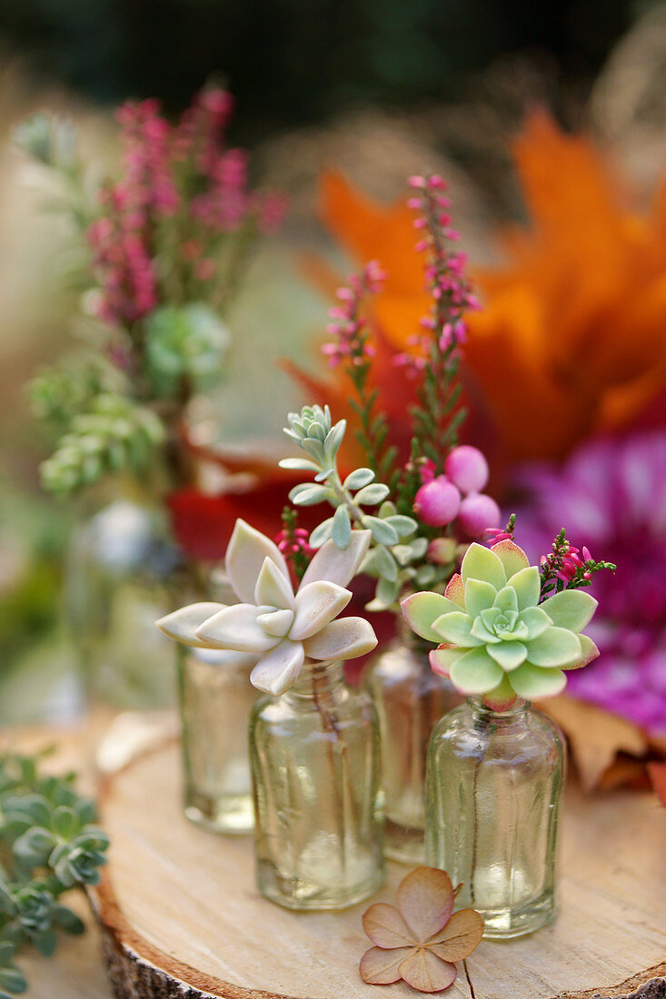 Succulent cuttings in tiny bottles
