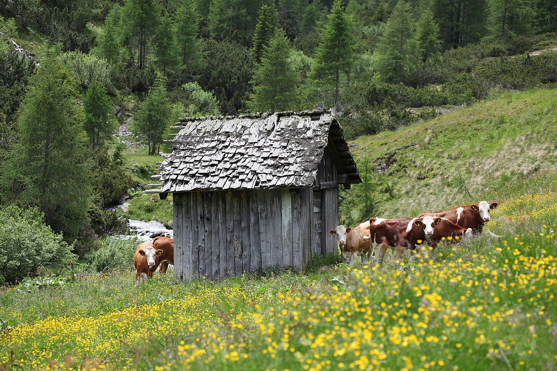 Kühe auf der Weide mit kleiner Holzhütte