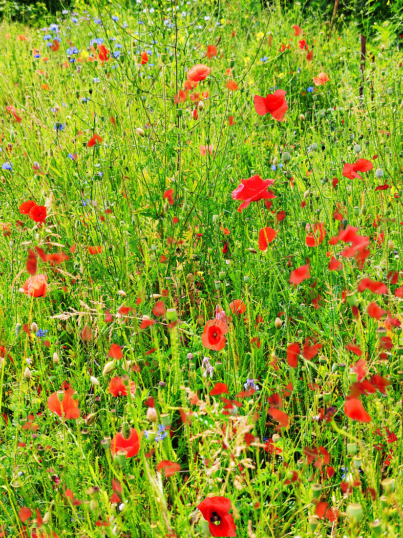Poppies in wildflower meadow