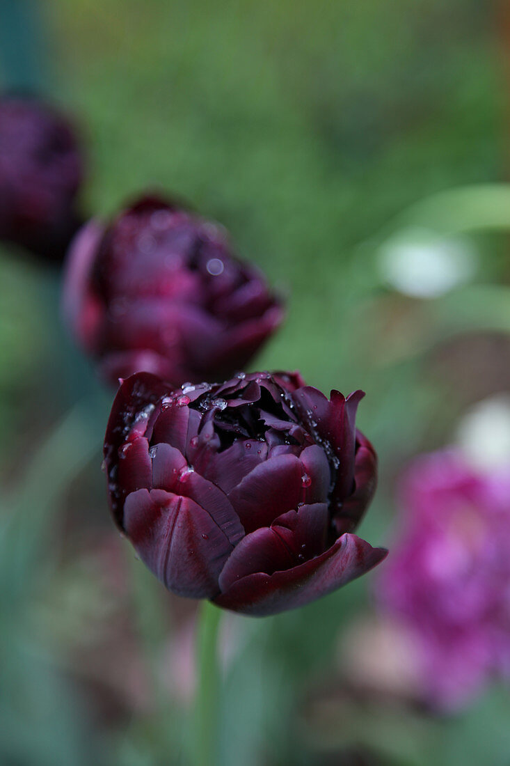 Tulip 'Black hero'