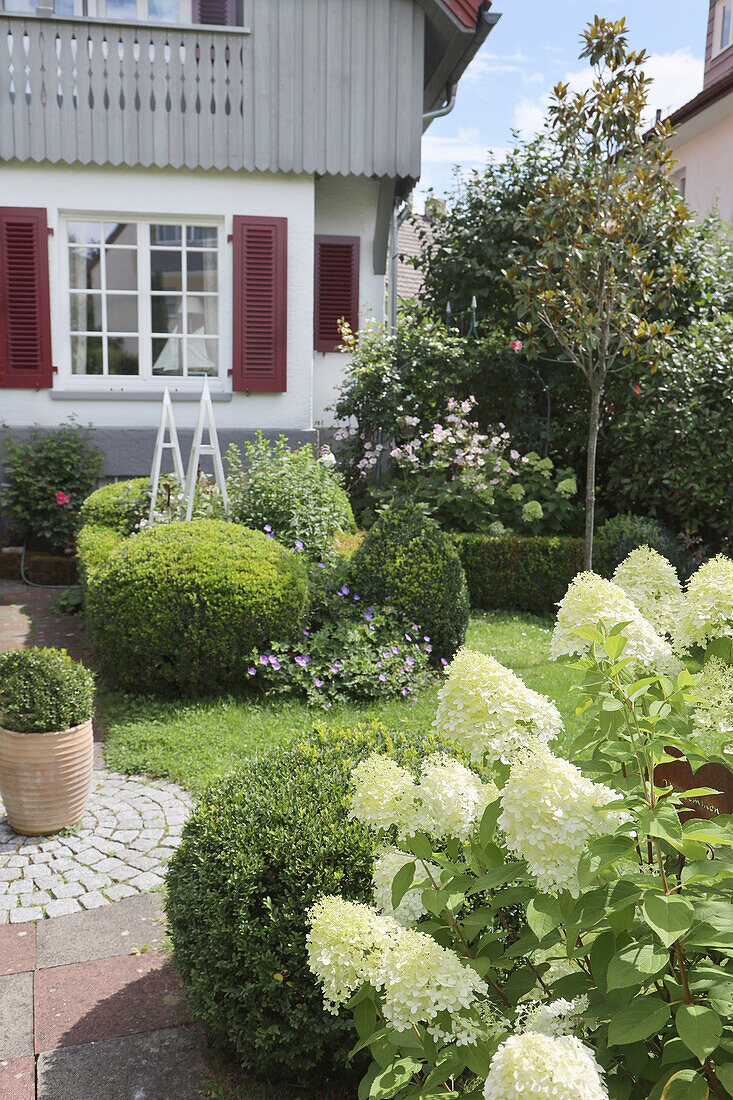 Vorgarten mit Buchskugeln, Hortensien, Herbstanemone und Storchschnabel