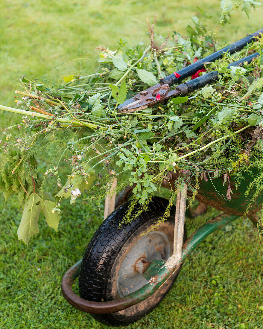 Wheelbarrow full of plant cuttings and weeds