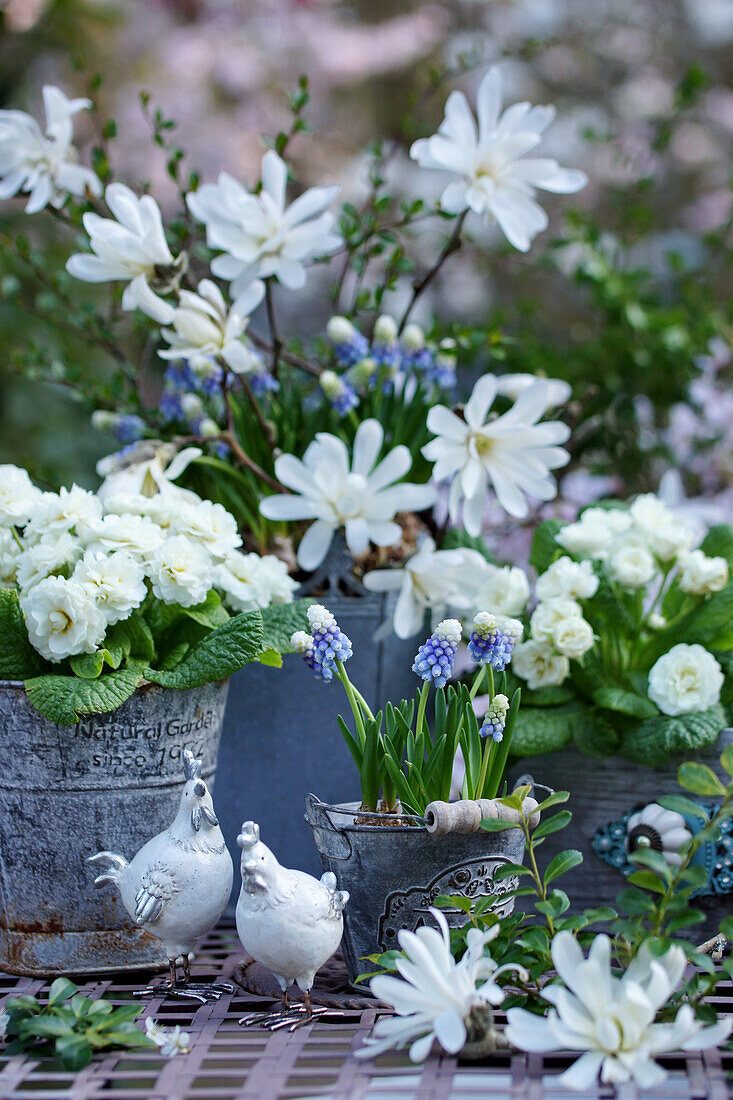 Easter decoration with grape hyacinths, filled primroses, and star magnolia