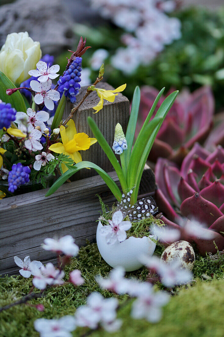 Grape hyacinth planted in eggshell, bouquet of grape hyacinths, Forsythia, Cherry plum blossoms, and tulip