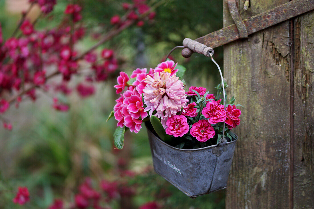 Small zinc basket with carnation, hyacinth and primroses