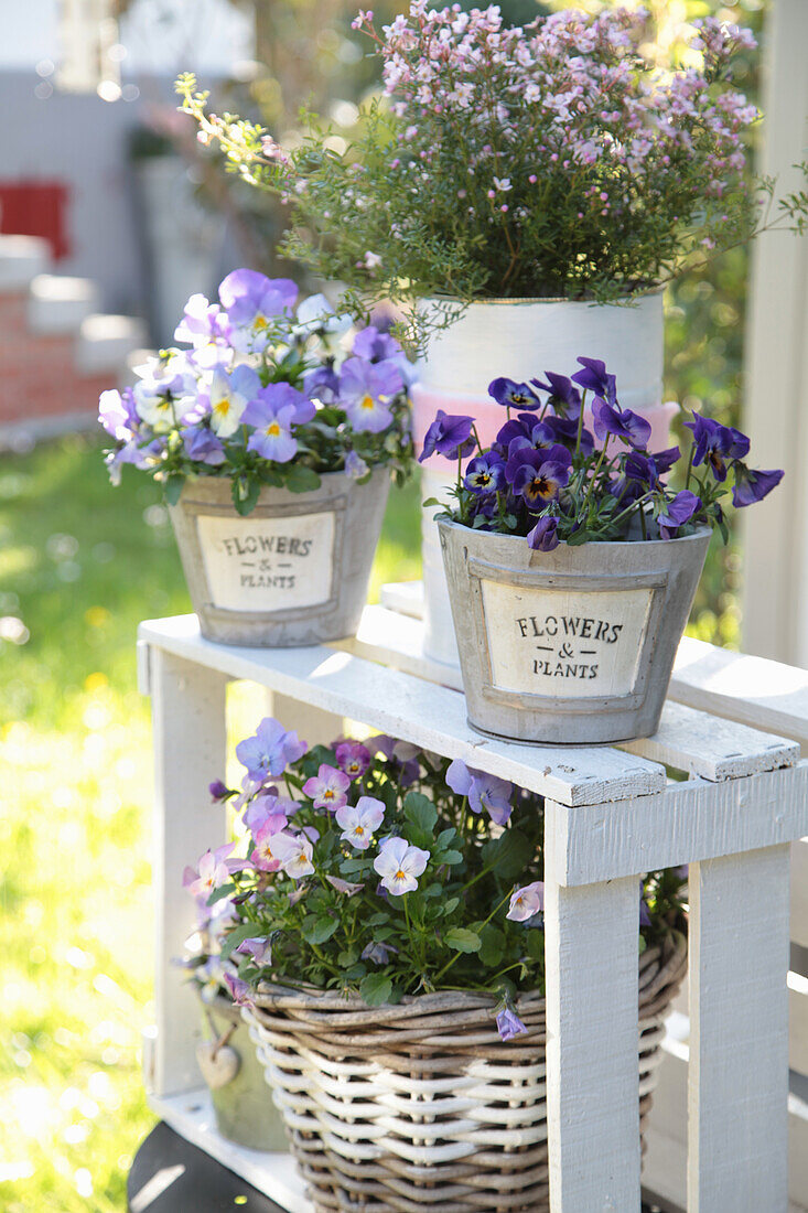 Pots and baskets with horned violets, pansies and scented stars