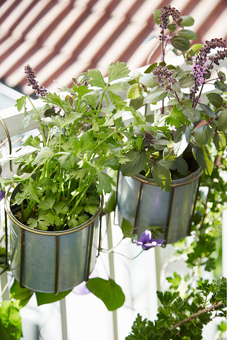 Parsley and mint in hanging pots on terrace