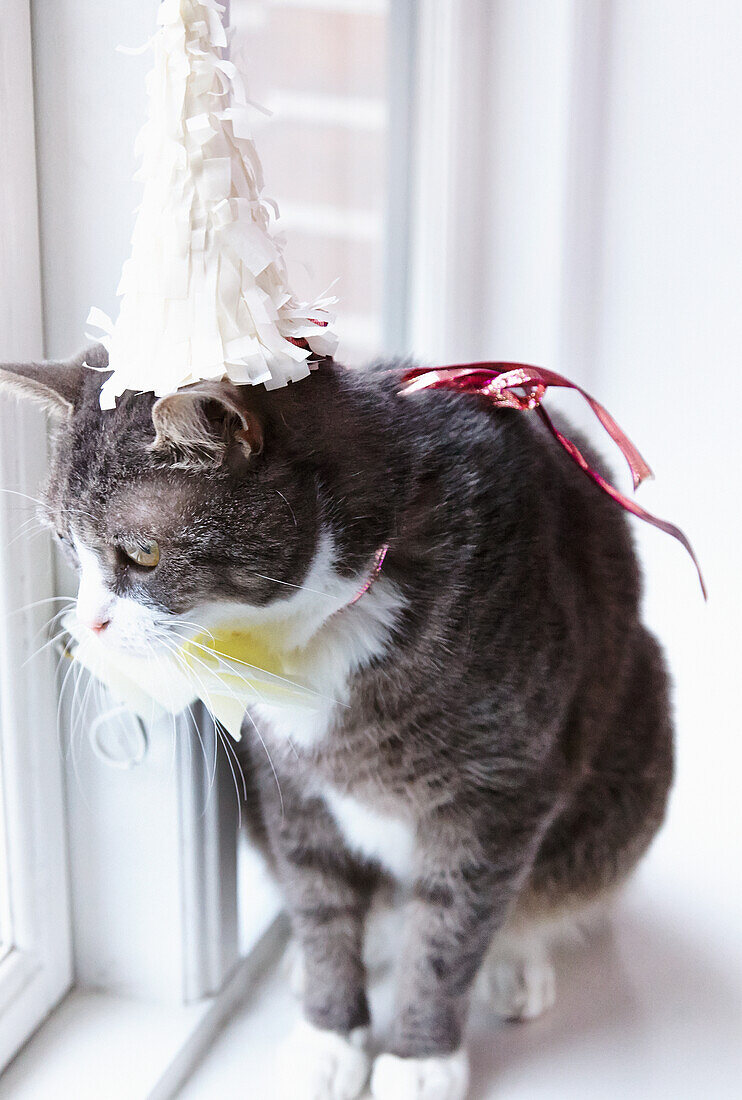 Katze mit DIY-Partyhütchen
