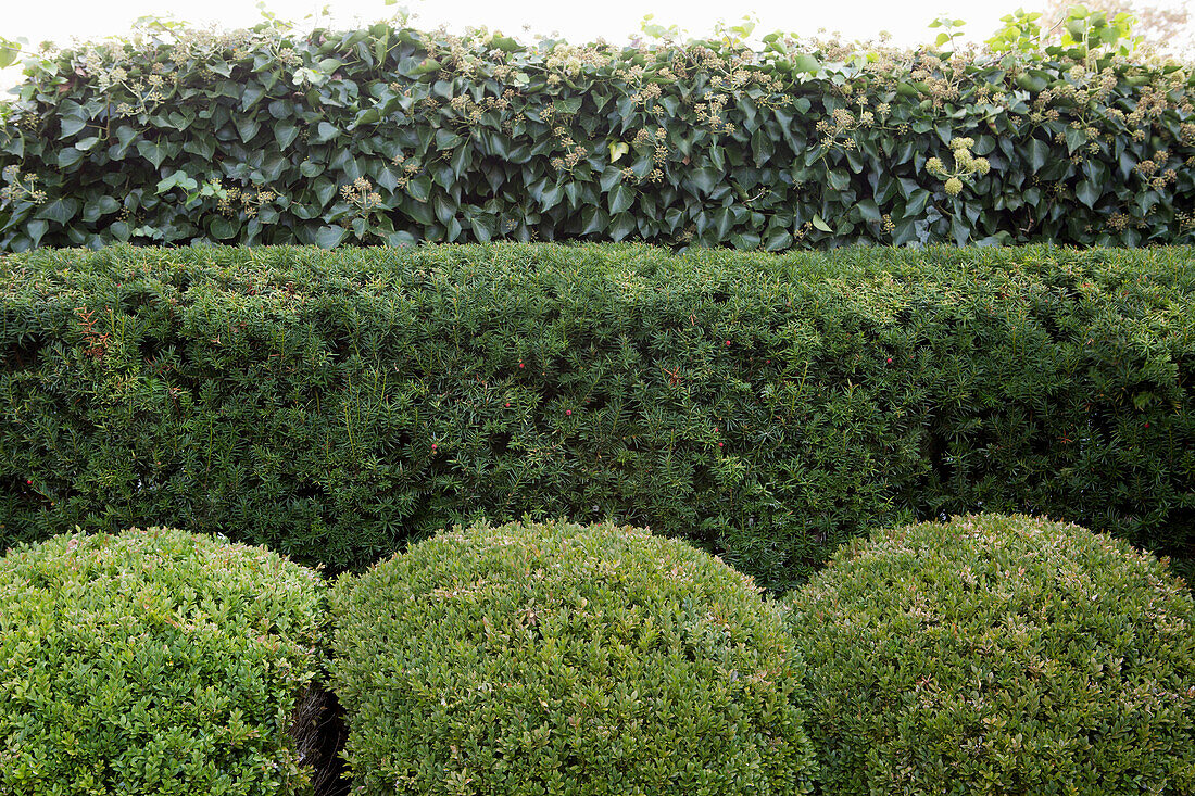 Verschiedene Hecken im Garten