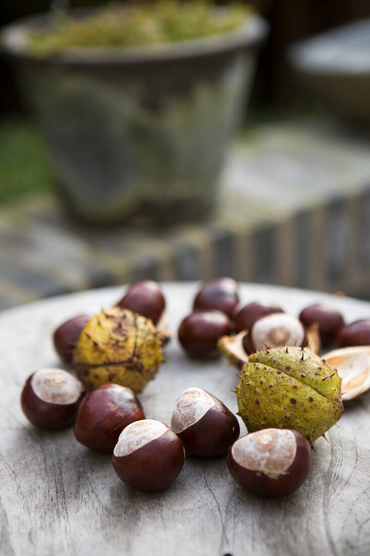 Horse chestnuts on garden table