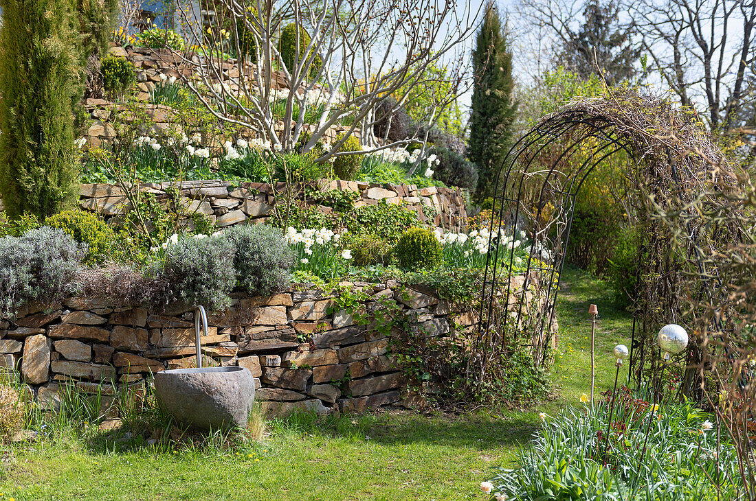 Terrassenartig angelegte Beete mit Narzissen und Rankbogen im Garten (Narcissus)