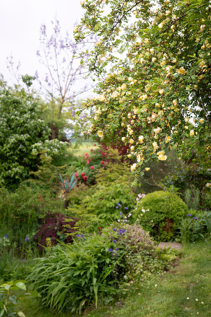 Rosenstrauch mit cremefarbenen Blüten im Garten