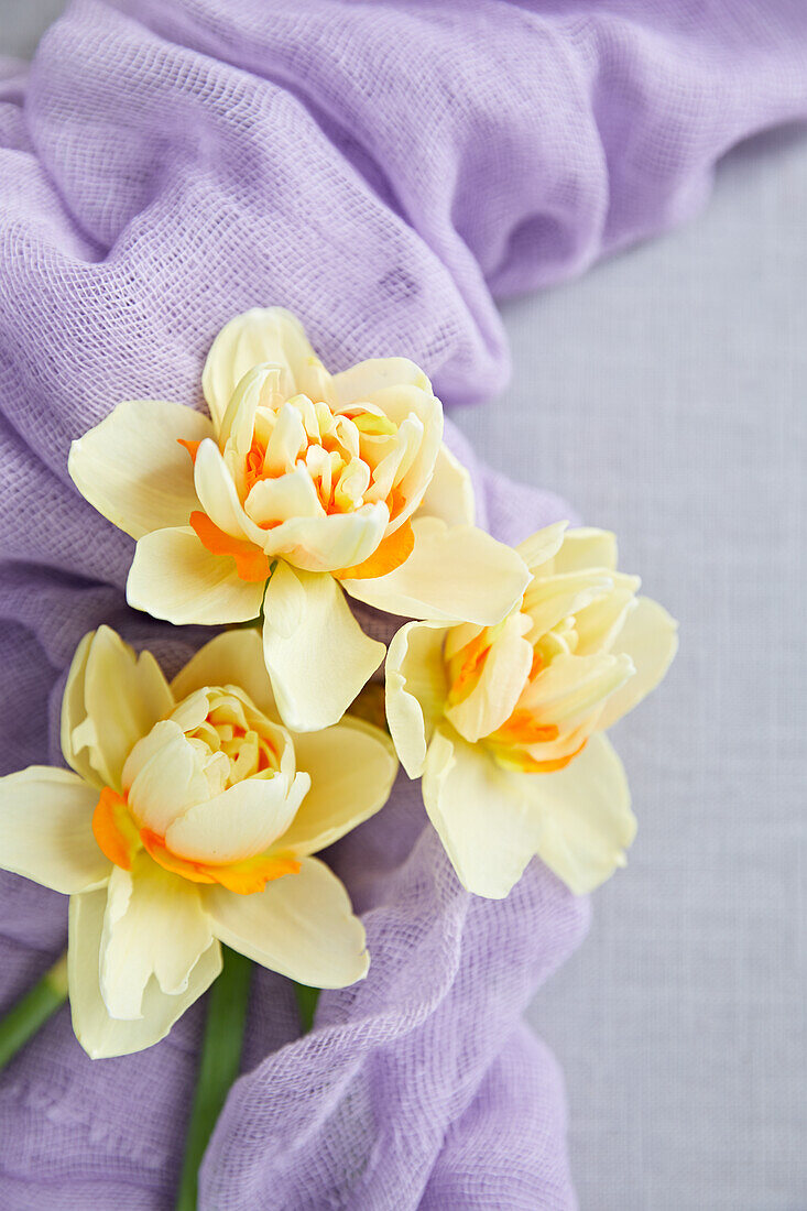 Double daffodils on dyed cheesecloth
