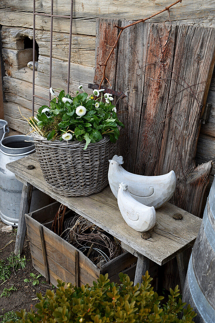 Weidenkorb bepflanzt mit Tausendschön und Deko-Hühner als Osterdeko auf Holzbank