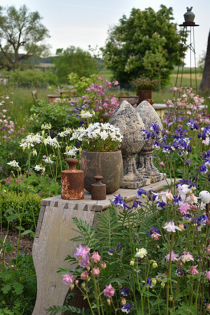 Early summer in the garden with flowering aquilegia and decorative stone pine cones