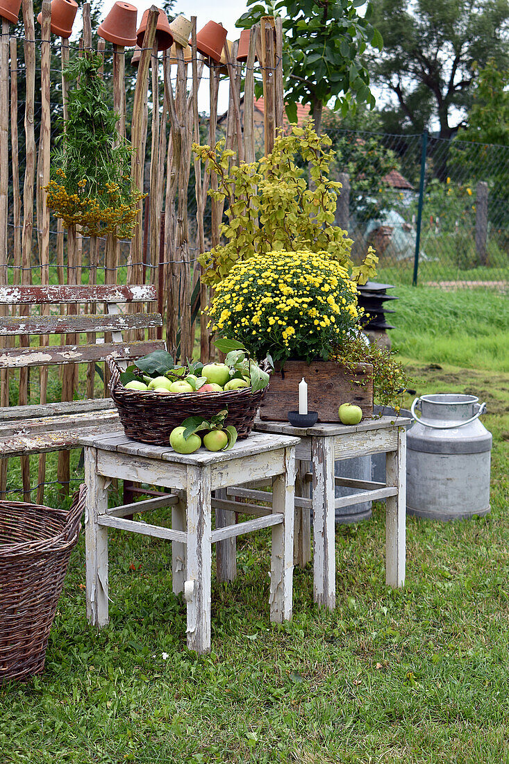 Early autumn in the garden with autumn chrysanthemum in wooden box and basket with freshly picked apples