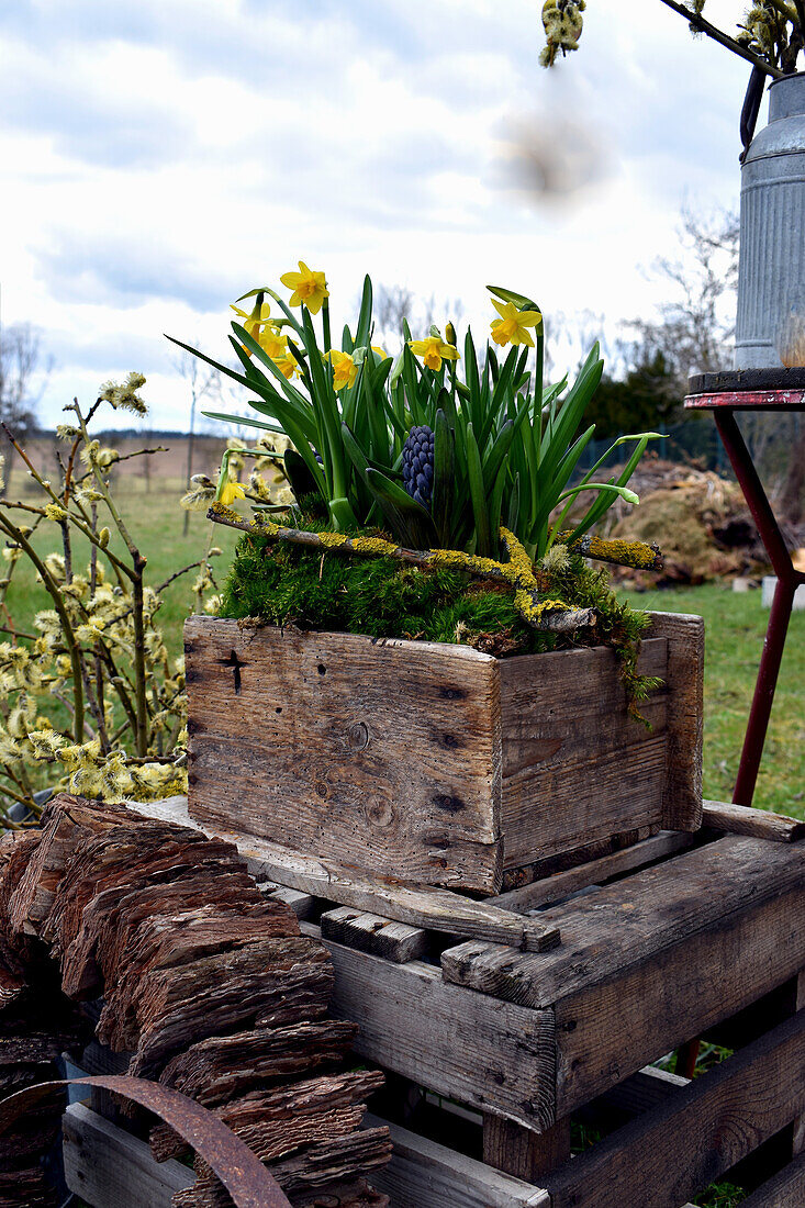 Daffodils and hyacinth in wooden box with moss and twigs