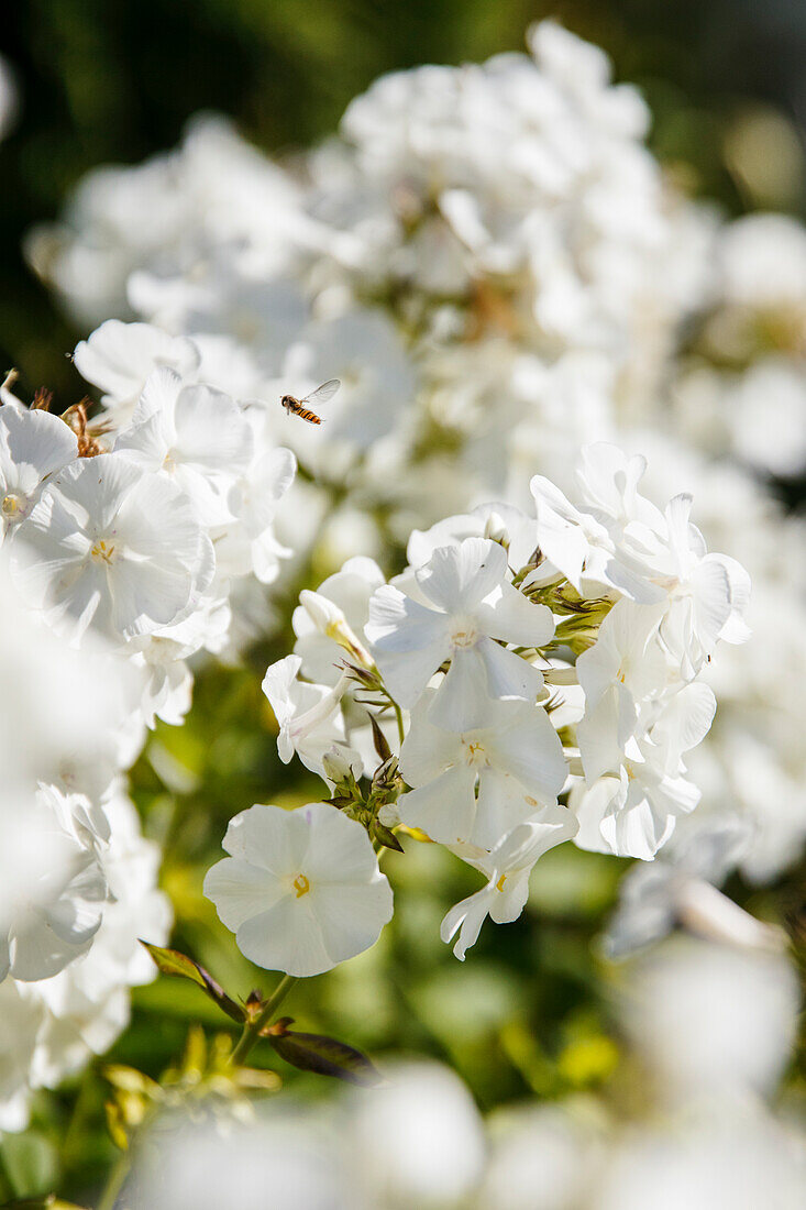 Weiße Flammenblume (Phlox paniculata)