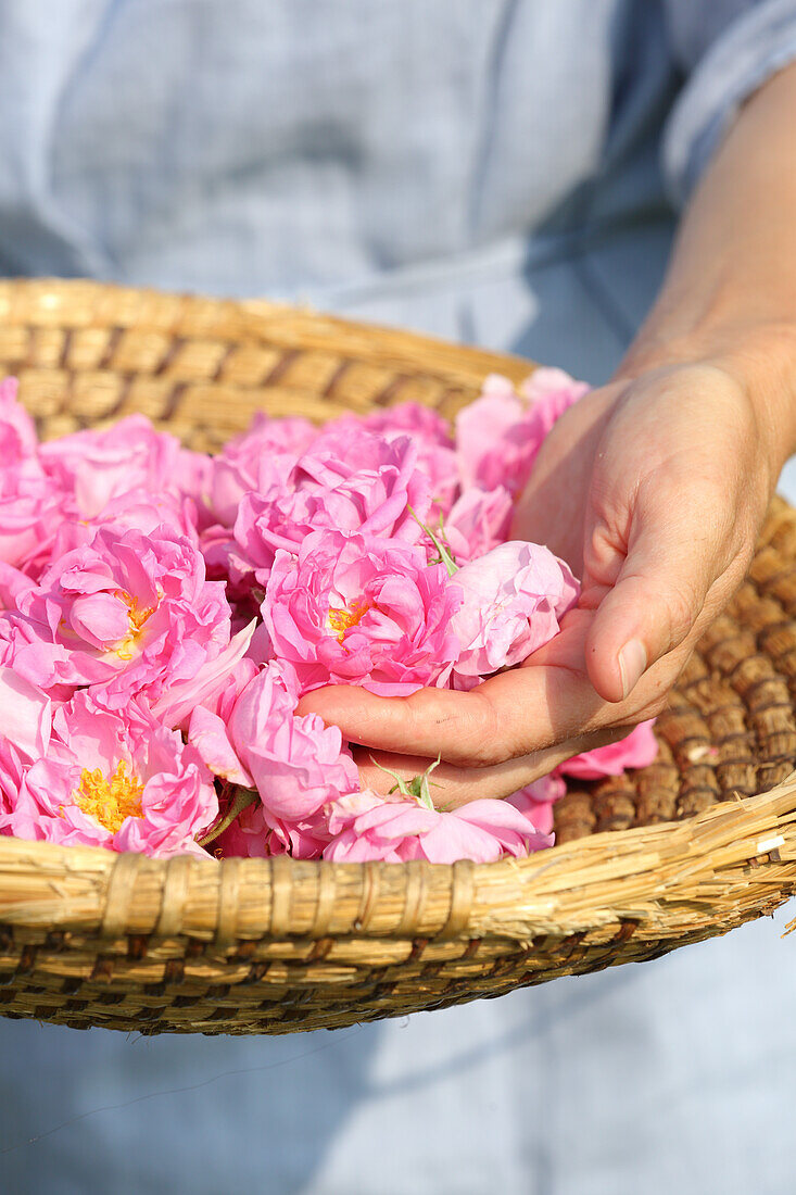 Korb mit Rosenblüten