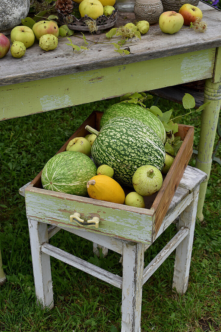 Various pumpkins in green and yellow in a drawer in the garden