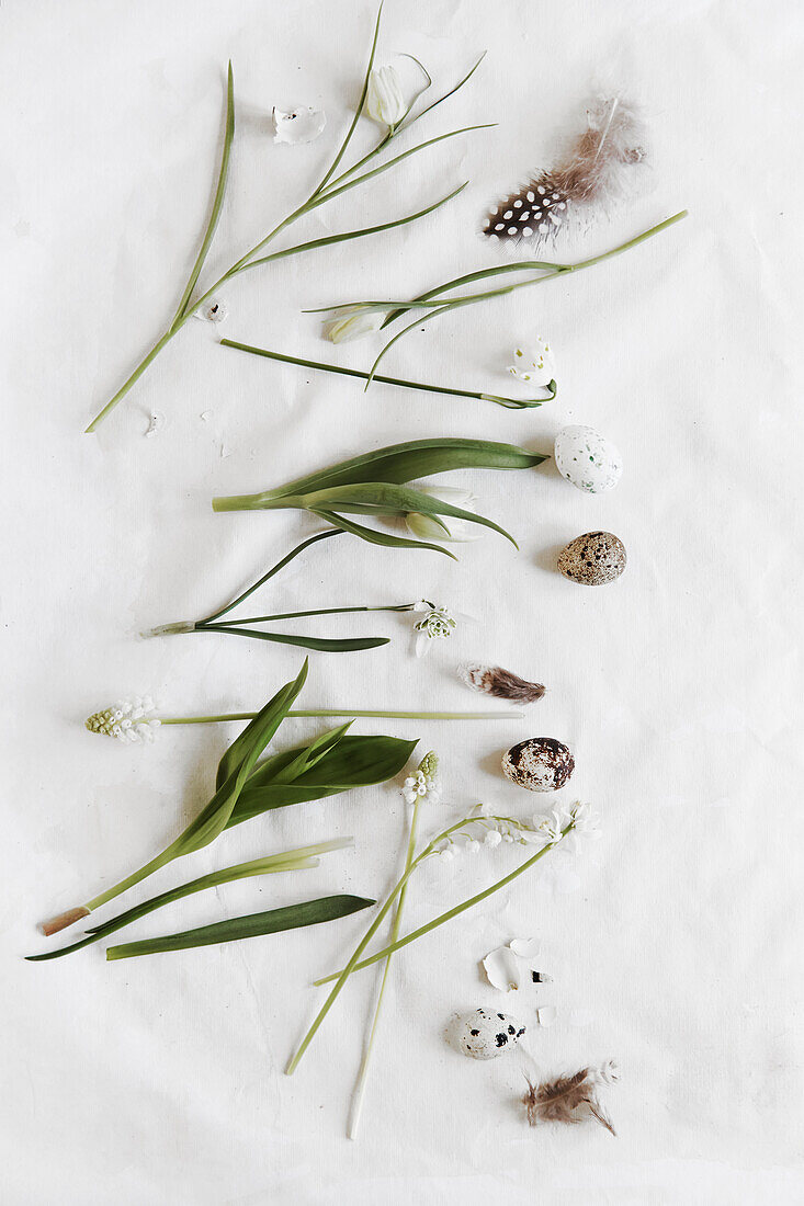 Weiße frühblühende Zwiebelblumen, Eier und Federn auf weißem Untergrund