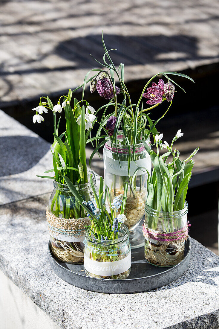 Snake's head fritillaries, grape hyacinths, striped squill and snowdrops in jars