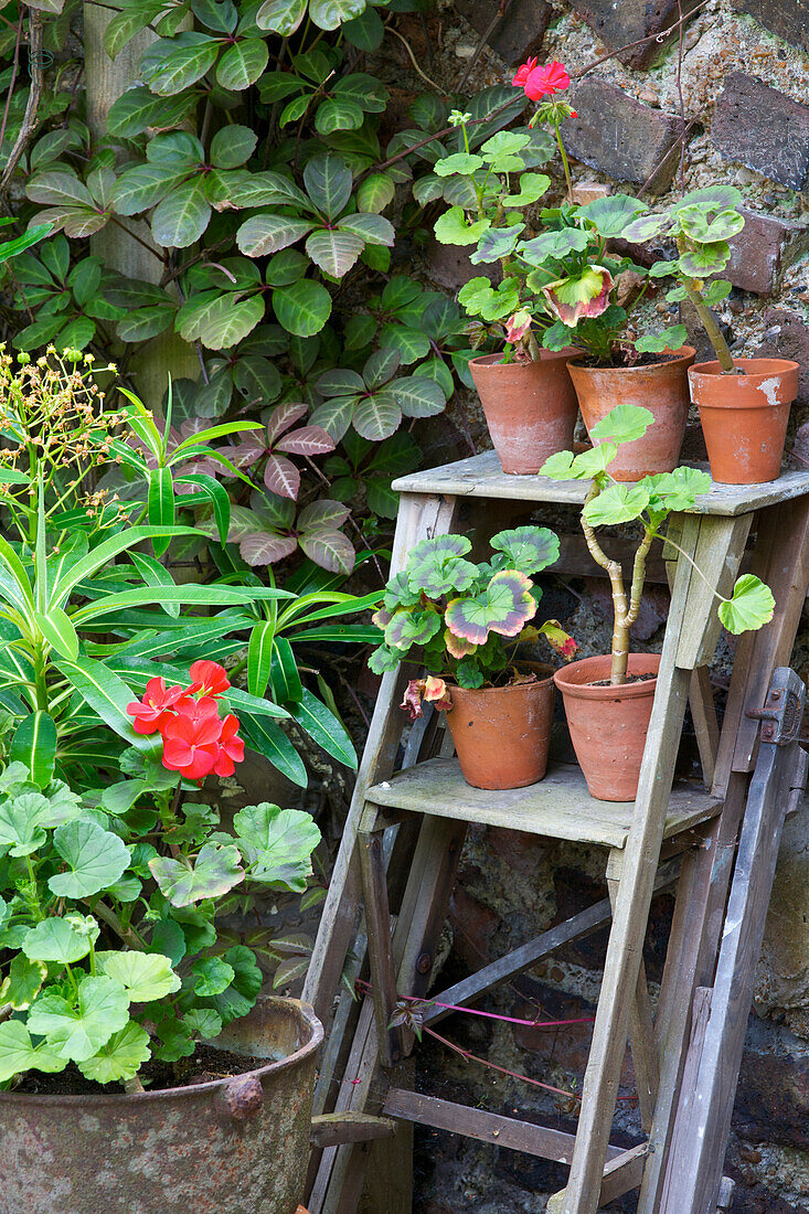 Geraniums in planters on a stepped ladder in the garden