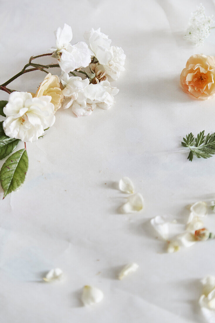 Weiß blühende Rose und Blütenblätter