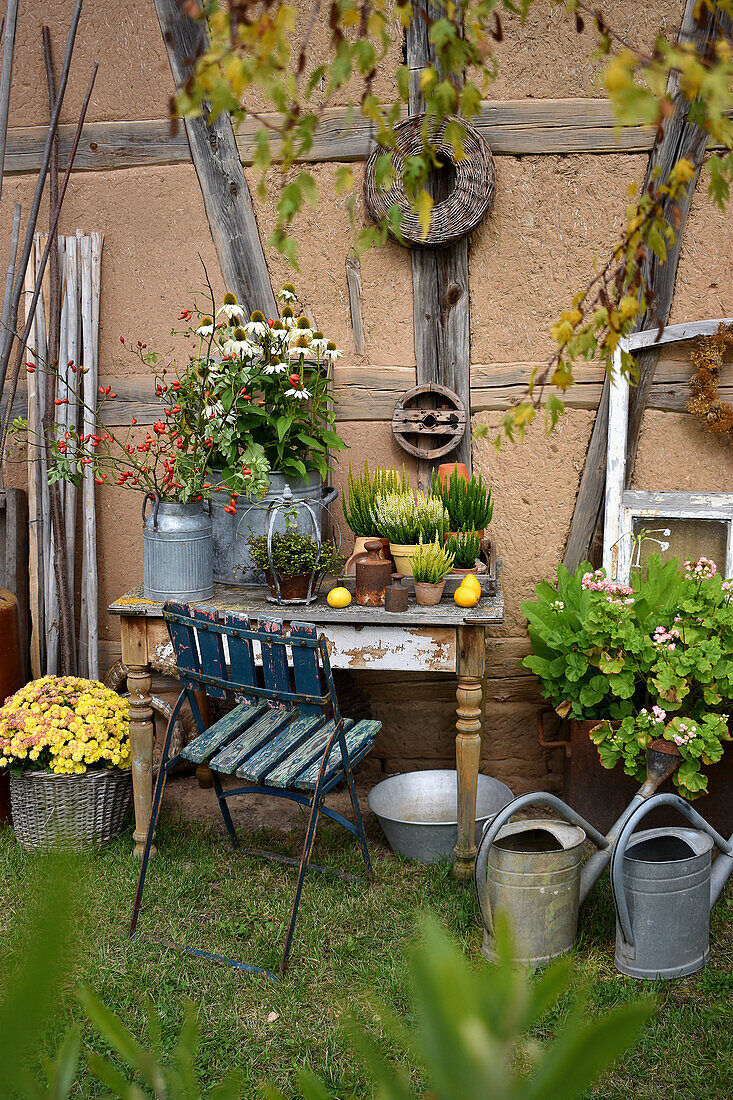 Old table with zinc pots, echinacea and heather; watering cans on the floor