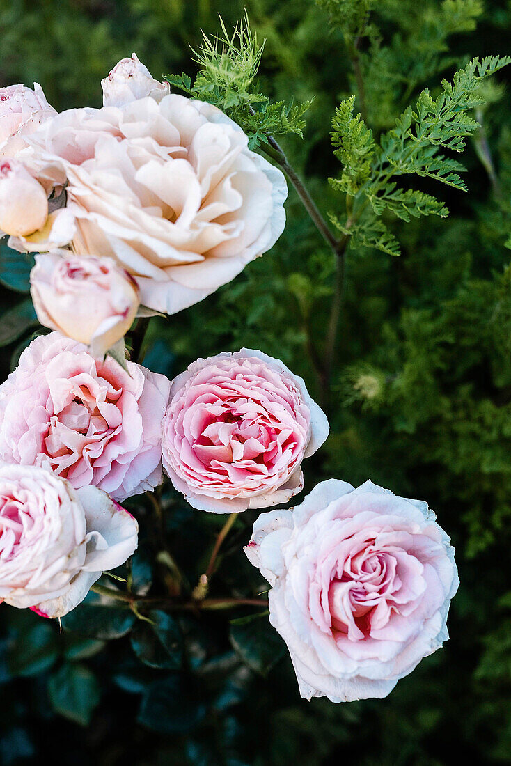 Rosafarbene Rosen (Rosa) im Beet