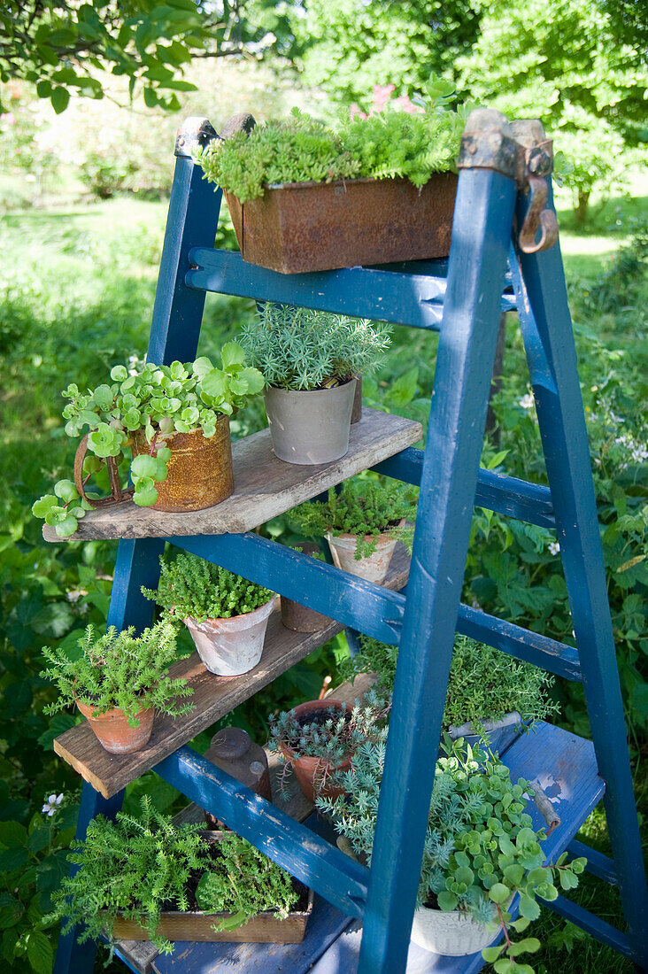 Topfpflanzen auf blauer Leiter im Garten
