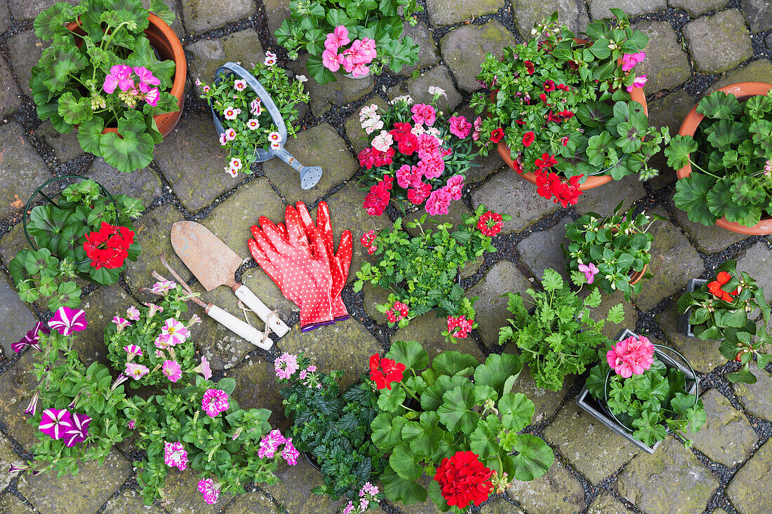 Various potted spring and summer flowers, gardening tools and gloves on cabblestone pavement, top view