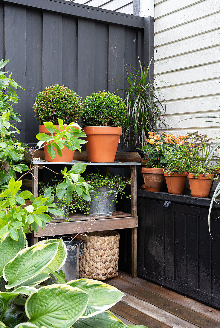 Potted plants on the terrace