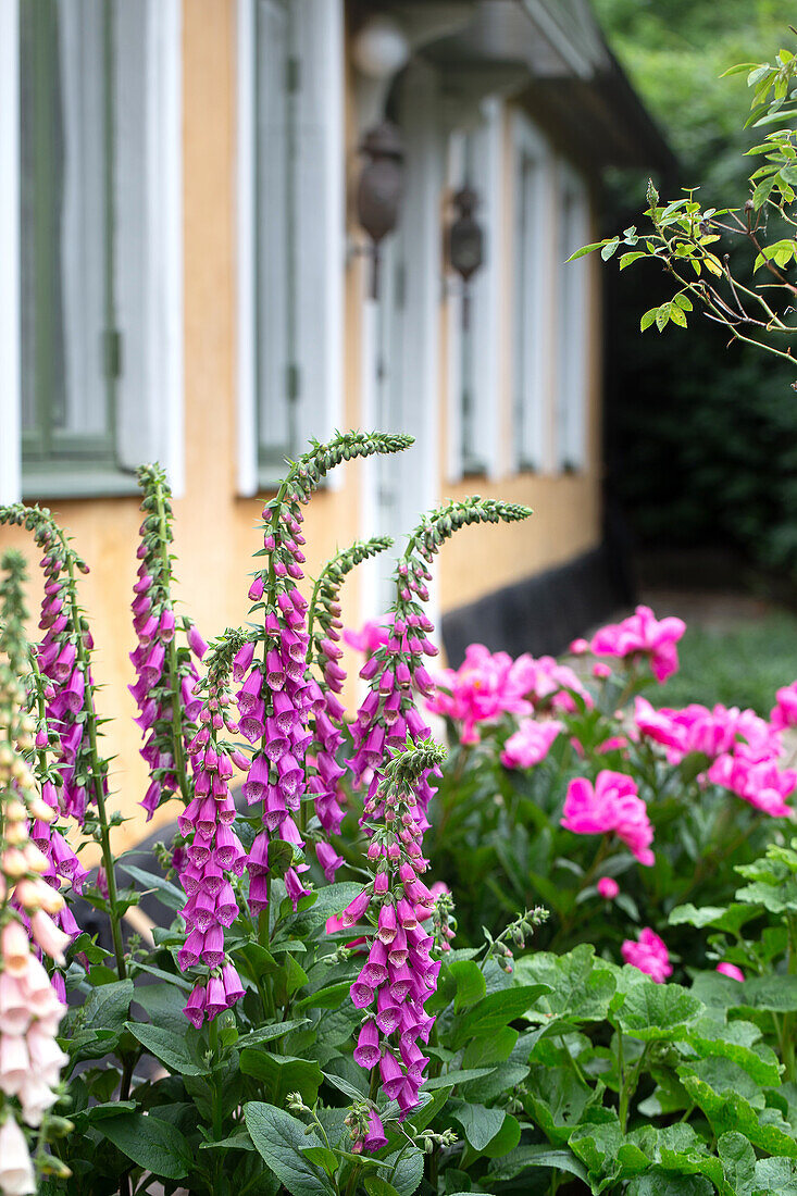 Foxgloves and peonies in front of the house