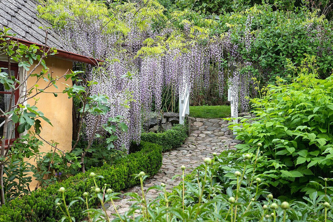 Cobbled garden path, low hedges and wisteria along the path