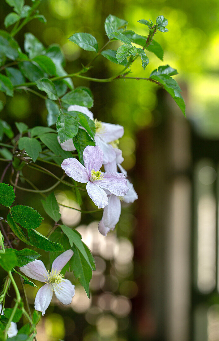 Blühende Clematis