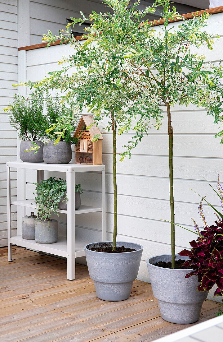 Terrace with plant shelf and potted plants on wooden floor