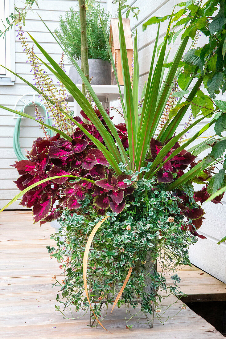 Large planter with Coleus (Solenostemon) on wooden terrace