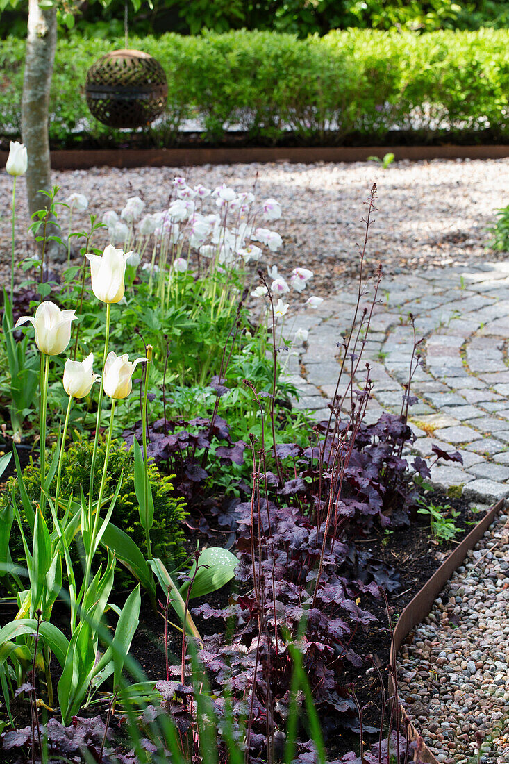 Weiße Tulpen und dunkelrote Alaunwurzel im Garten